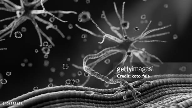 neuromuscular junction - biomedical animation stock pictures, royalty-free photos & images