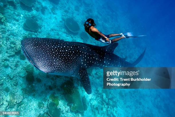 freediver and whale shark (rhincodon typus) - walvishaai stockfoto's en -beelden