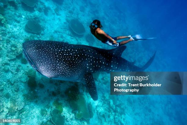 freediver and whale shark (rhincodon typus) - whale shark stock pictures, royalty-free photos & images