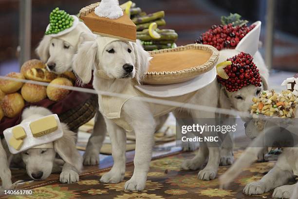 Episode 113 -- Air Date -- Pictured: Puppies dressed as Thanksgiving dinner on November 26, 2009 -- Photo by: Paul Drinkwater/NBCU Photo Bank