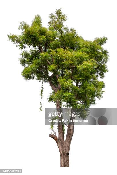 neem tree is isolated on a white background. clipping path - tropical deciduous forest photos et images de collection
