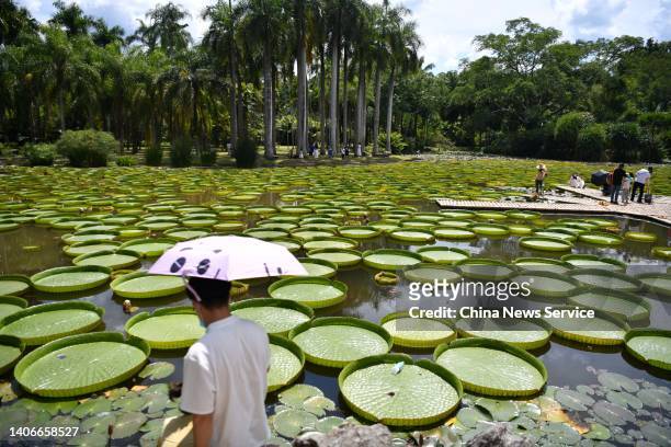 Tourist looks at Giant Water Lily leaves at Xishuangbanna Tropical Botanical Garden of Chinese Academy of Sciences on July 3, 2022 in Xishuangbanna...