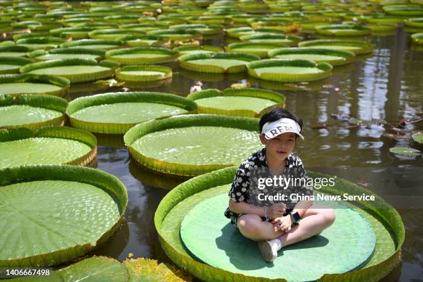 Child sits on a Giant Water Lily leaf at Xishuangbanna Tropical Botanical Garden of Chinese Academy of Sciences on July 3, 2022 in Xishuangbanna Dai...