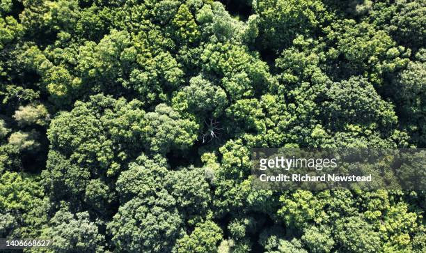 lone dead tree - bosque primario fotografías e imágenes de stock