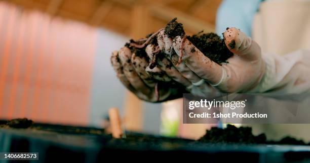 farmer breeding earthworm. holding dirt full of worm. - the worm guys imagens e fotografias de stock