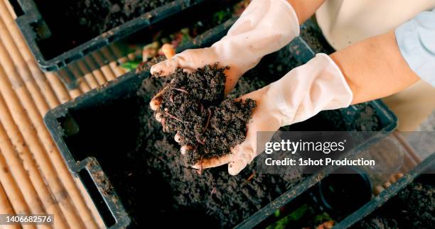 farmer breeding earthworm. holding dirt full of worm. - worm stockfoto's en -beelden
