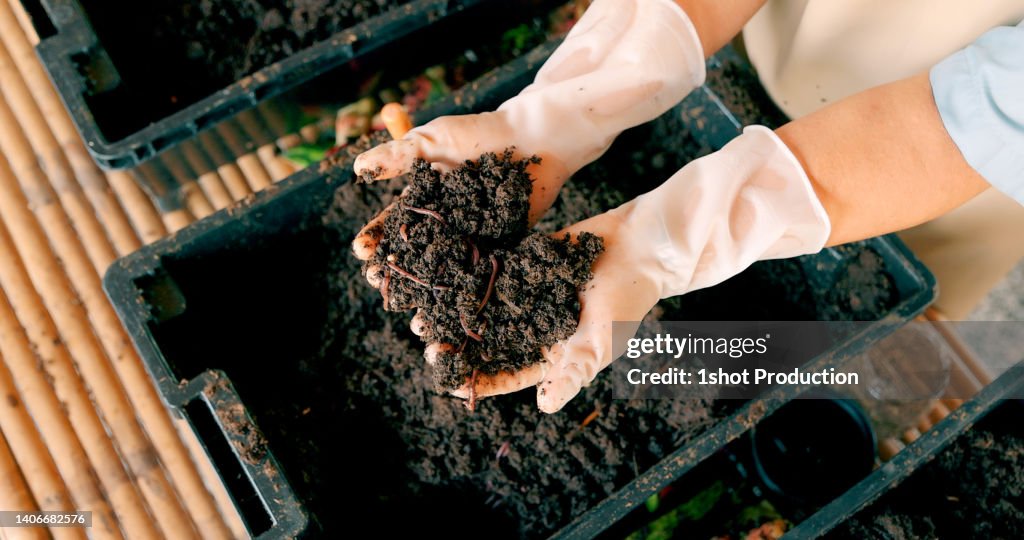 Farmer breeding earthworm. Holding dirt full of worm.