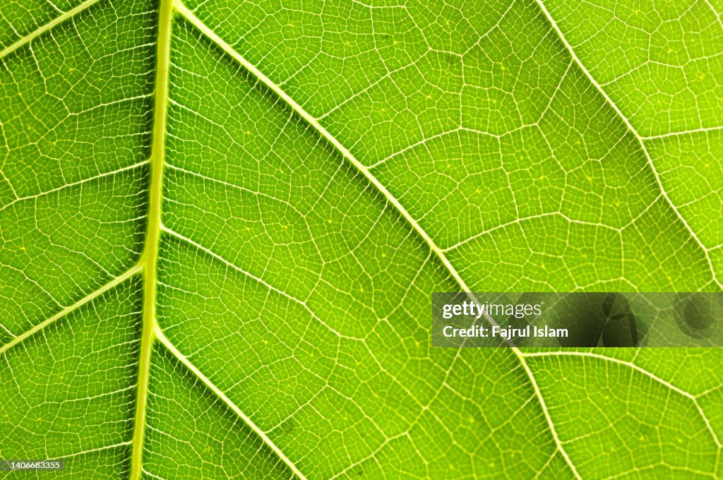 Close Up Details Of A Green Leaf