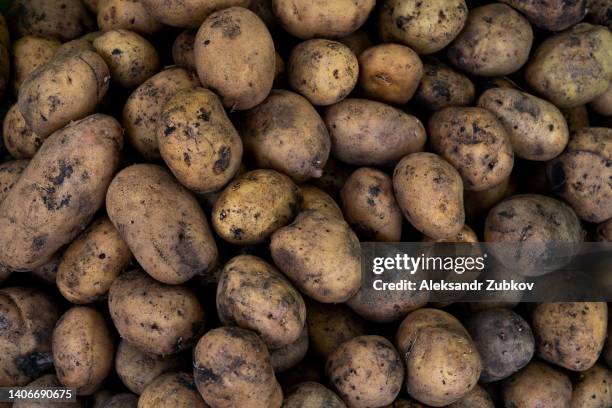 potatoes are sold at a grocery store or at a market at a retail outlet. organic farm vegetables. the concept of vegetarianism and veganism. vegetarian and vegan food. retail sale of seasonal products. - potato harvest imagens e fotografias de stock