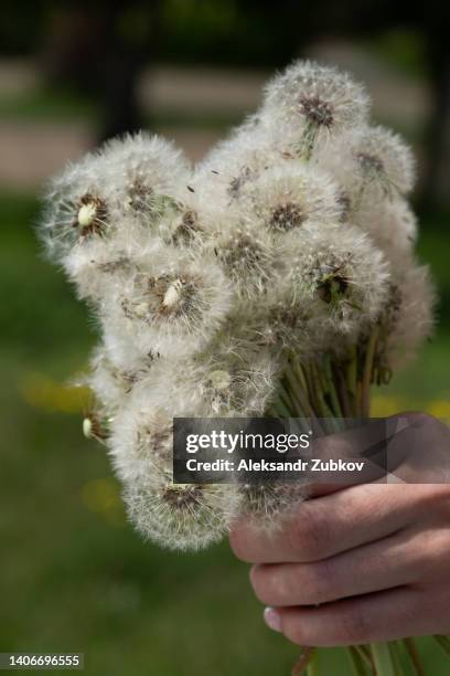 a woman with spring flowers in her hands, on a sunny day. a teenage girl or a high school student holds a bouquet of fluffy white dandelions. - georgia love fotografías e imágenes de stock