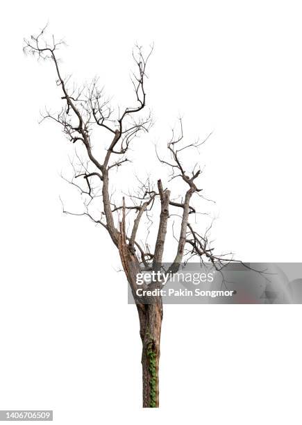 dead tree isolated on a white background, clipping path - dead forest stock pictures, royalty-free photos & images