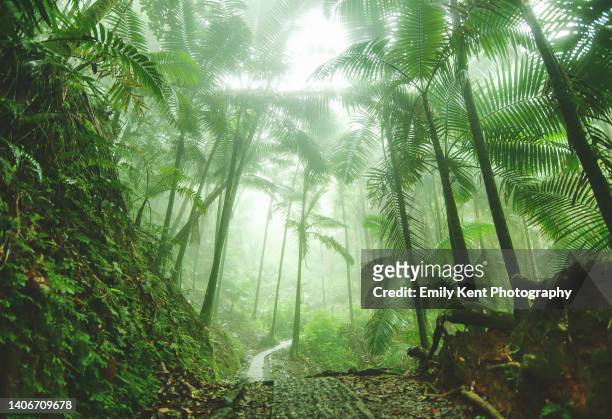 el yunque national rain forest - rainforest stock-fotos und bilder