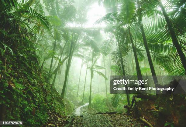 el yunque national rain forest - puerto rico ストックフォトと画像