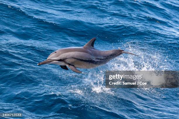 576 Spinner Dolphin Stock Photos, High-Res Pictures, and Images