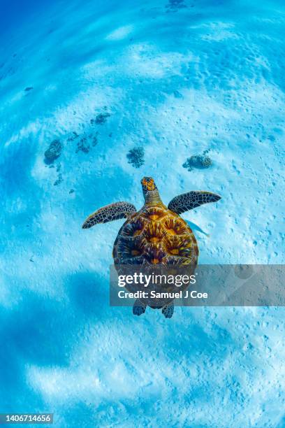 green turtle in turquoise lagoon - sea life stock pictures, royalty-free photos & images