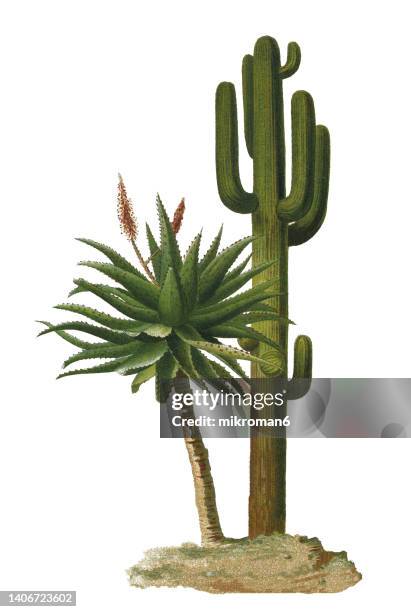 old chromolithograph illustration of cacti - saguaro (carnegiea gigantea, cereus giganteus) - cactus drawing stock pictures, royalty-free photos & images