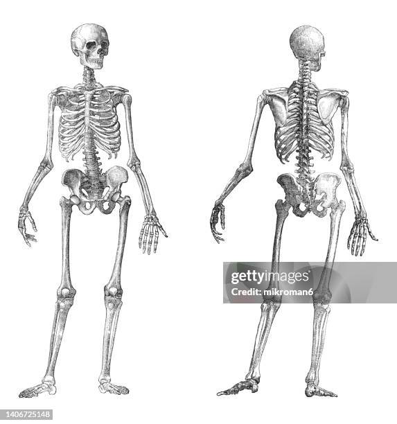 old engraved illustration of human skeletons - human skeleton stock pictures, royalty-free photos & images