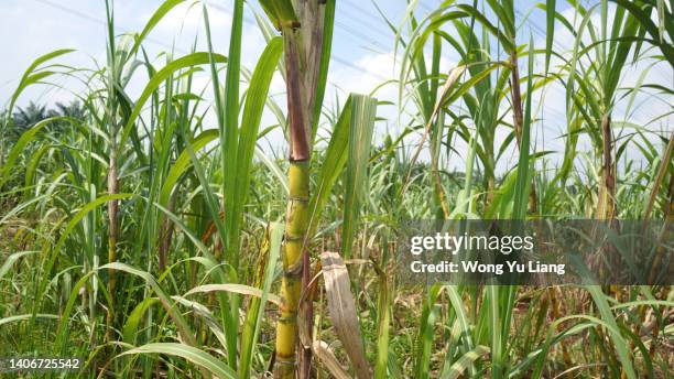 sugarcane crop, agriculture economy. - cana de açúcar imagens e fotografias de stock