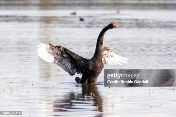 black swan flapping it's wings (cygnus atratus) - perth, western australia - black swans stock pictures, royalty-free photos & images
