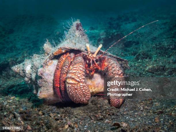 large hermit crab - hermit crab stock pictures, royalty-free photos & images