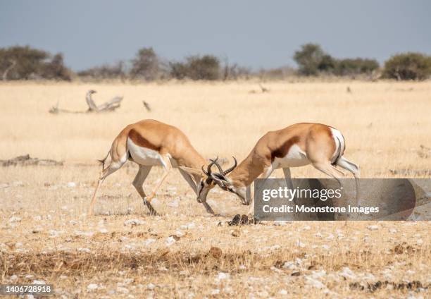 springbok at nebrownii waterhole in etosha national park, namibia - butting stock pictures, royalty-free photos & images