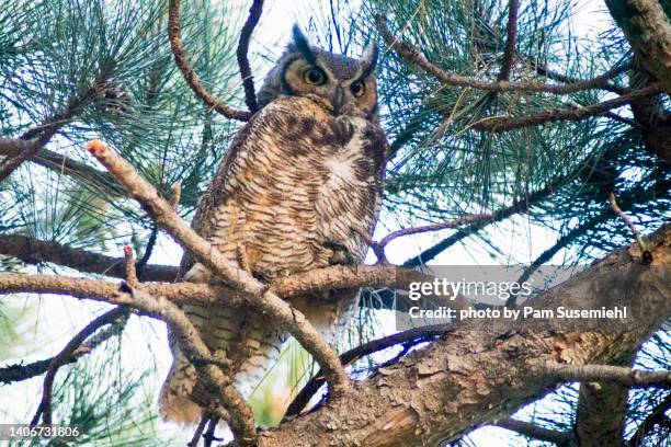 close-up of great horned owl roosting in a pine tree - horned owl stock pictures, royalty-free photos & images