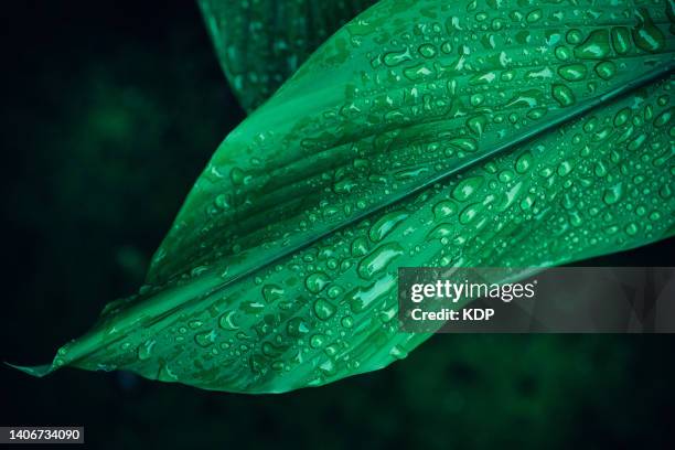 nature green leaf pattern with water raindrop 
,natural lush foliage background. - bladnerf stockfoto's en -beelden