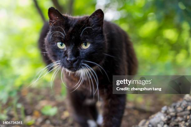 forest cat portrait - raubkatze stock-fotos und bilder
