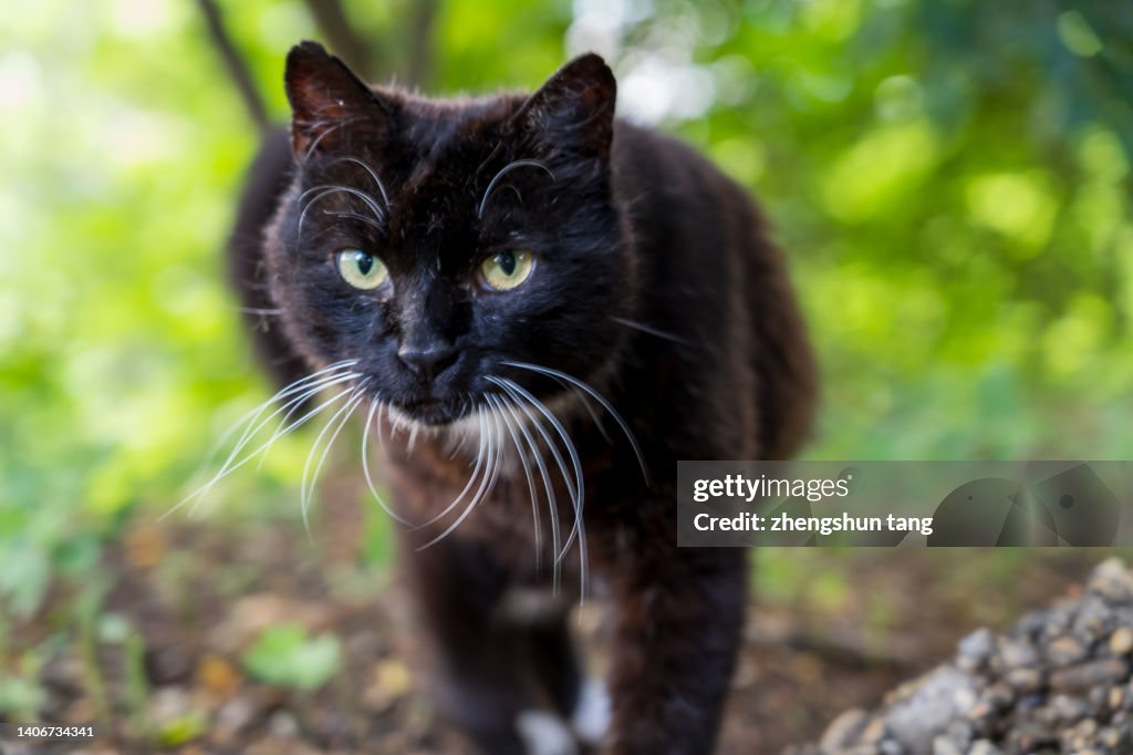 Forest cat portrait