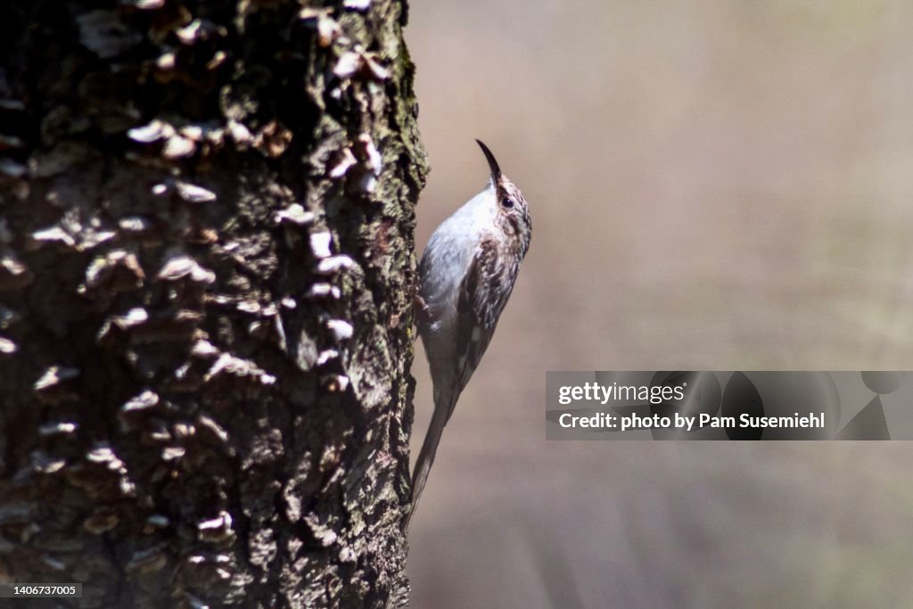 Close-up of Brown Creeper Foraging on Tree Trunk