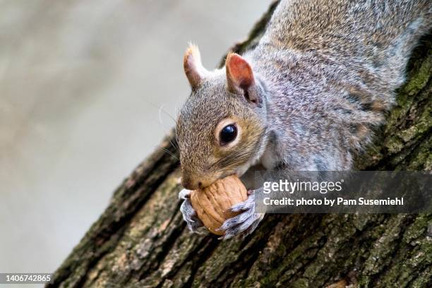 close-up of eastern gray squirrel eating walnut - gray squirrel foto e immagini stock