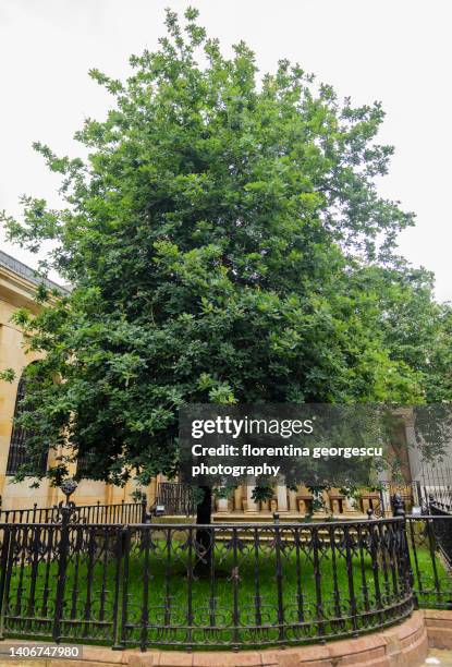 Basque Oak Tree 90 Tree Of Gernika Stock Photos, High-Res Pictures, and Images - Getty ...