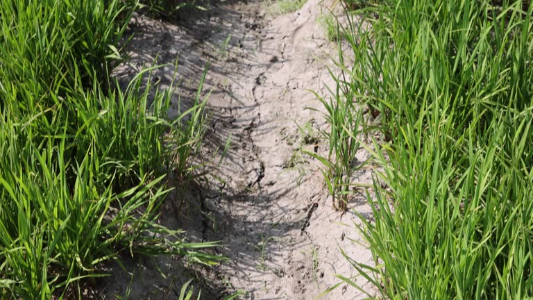 Polluted Rice Field Yellow River Pollution Videos and HD Footage - Getty Images