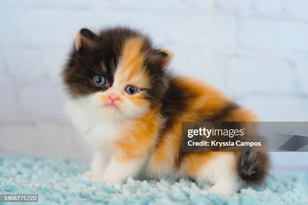 calico little kitty - calico cat stock pictures, royalty-free photos & images