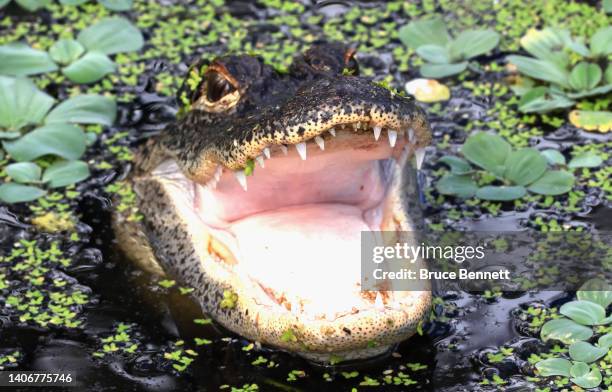 An alligator populates the Wakodahatchee Wetlands on June 27, 2022 in Delray Beach, Florida.