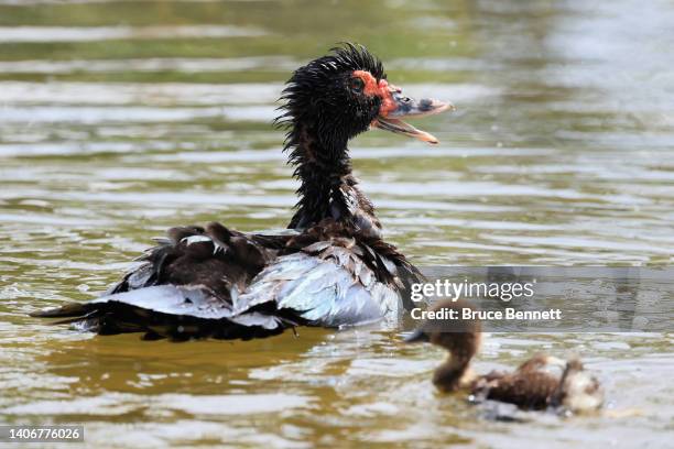 Muscovy duck and its baby populates a pond on June 29, 2022 in Lake Worth, Florida.