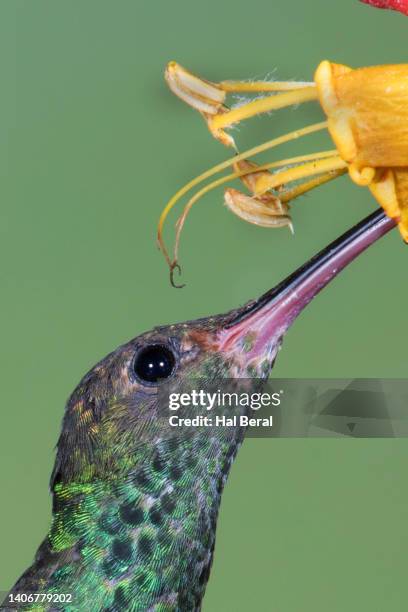 rufous-tailed hummingbird feeding on flower close-up - braunschwanzamazilie stock-fotos und bilder