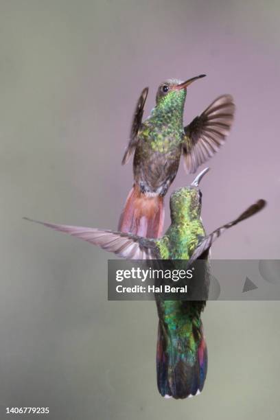 rufous-tailed hummingbird and green-breasted mango hummingbird male flying - braunschwanzamazilie stock-fotos und bilder