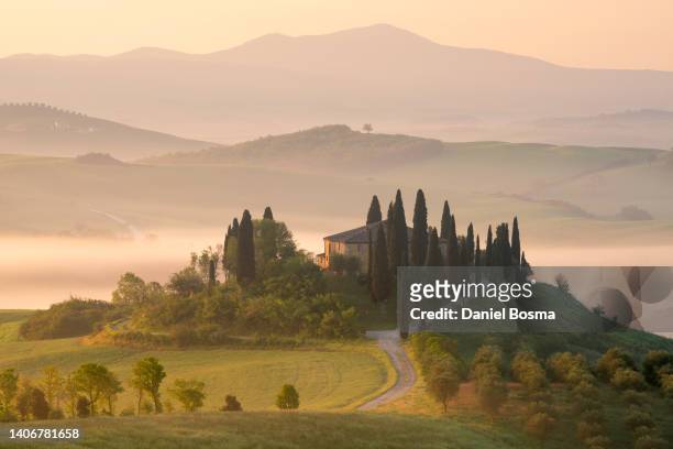 classic farmhouse, green foggy hills, olive gardens and small vineyard under rays of morning sun - italian cypress bildbanksfoton och bilder