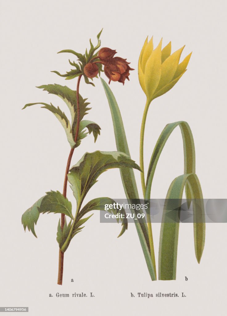 Flores de primavera (Rosaceae, Liliaceae), cromolitografía, publicada en 1884