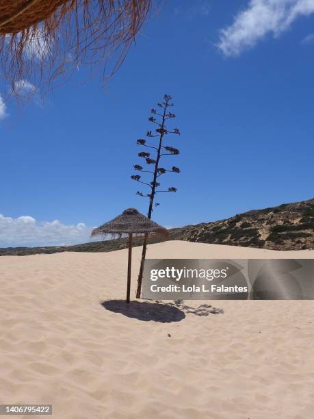 beach umbrella and one agave americana (century plant) in praia do bordeira, carrapateira, algarve, portugal. - agave plant stockfoto's en -beelden