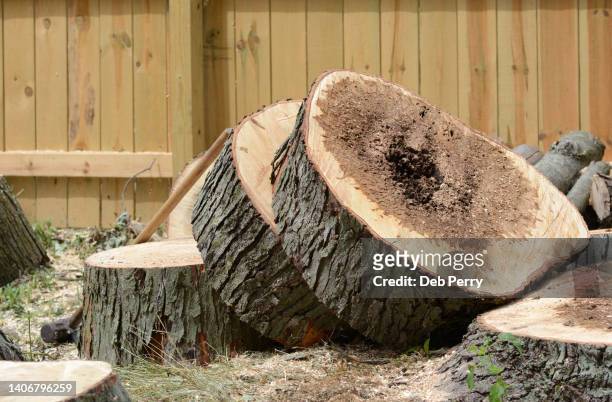 slab of maple tree with rotten center - stripping stockfoto's en -beelden