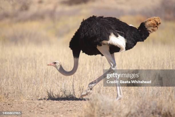 ostrich (struthio camelus) - ostrich stock pictures, royalty-free photos & images