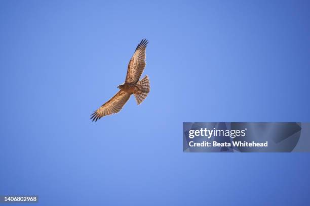 european honey buzzard (pernis apivorus) - hawk nest stock pictures, royalty-free photos & images