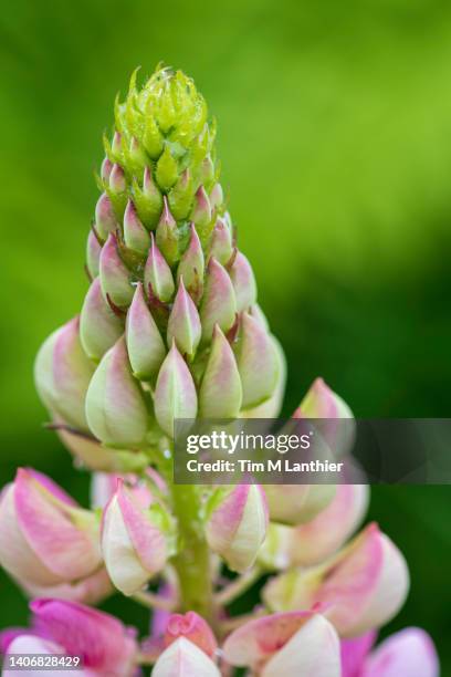 close up of lupine flowers - lupin stock pictures, royalty-free photos & images