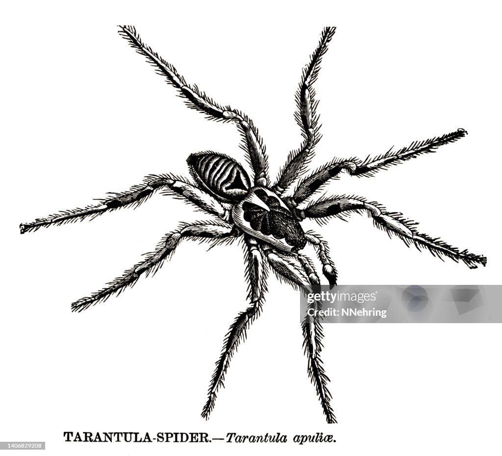 Woodcut of tarantula wolf spider, Lycosa tarantula