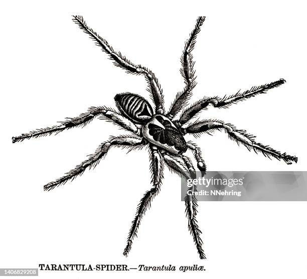 woodcut of tarantula wolf spider, lycosa tarantula - tarantula stock illustrations