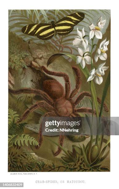 woodcut of goliath birdeater spider, theraphosa blondi - theraphosa blondi stock illustrations