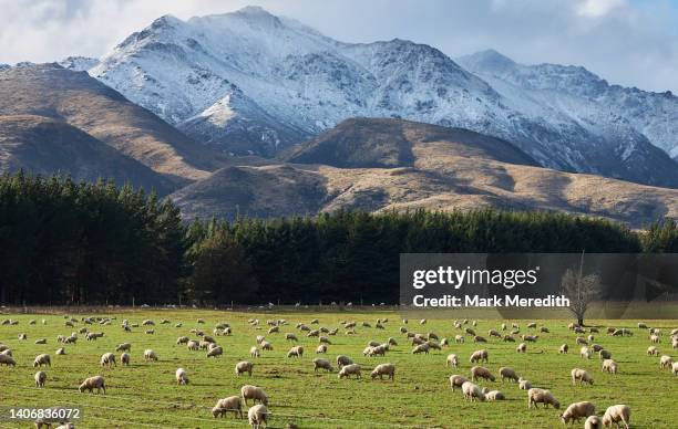 sheep farm in southern fiordland - schapenboerderij stockfoto's en -beelden