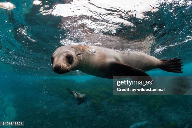 curious australian fur seal pup. - new south wales stock pictures, royalty-free photos & images